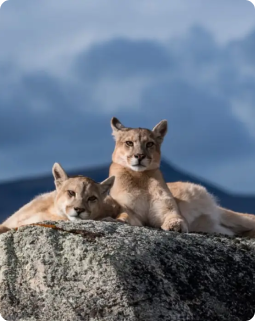 puma4 1