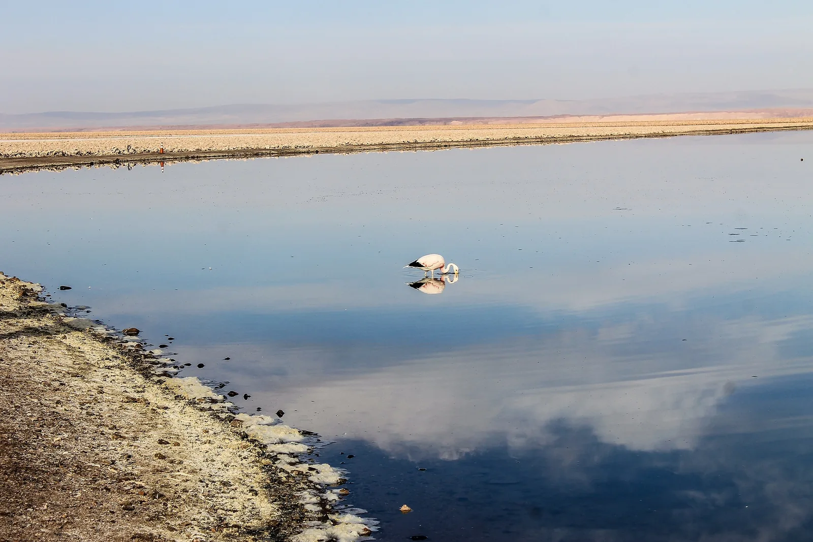 Salar de Atacama, Lagunas Altiplánicas y Piedras Rojas